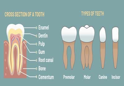 What are the types of Teeth
