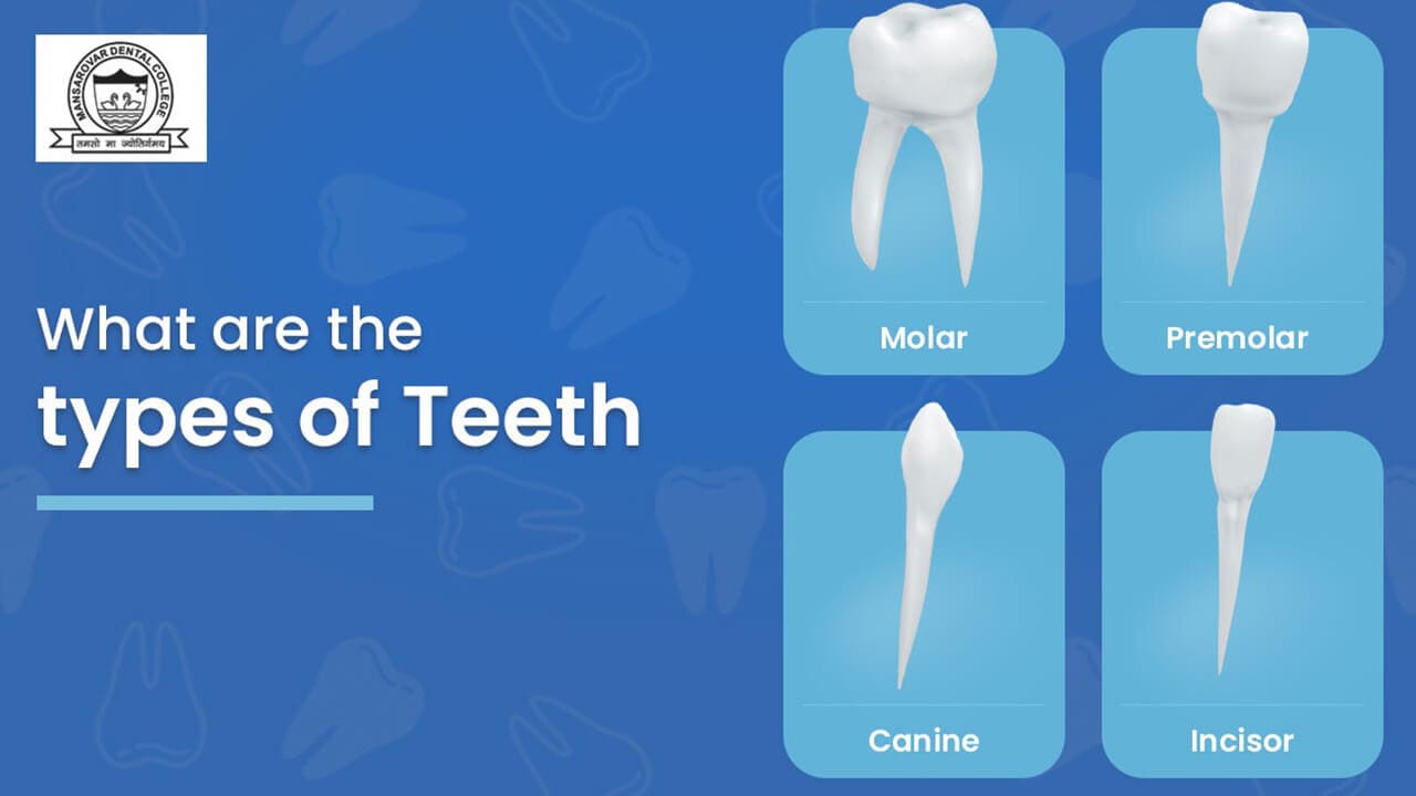 What are the types of Teeth